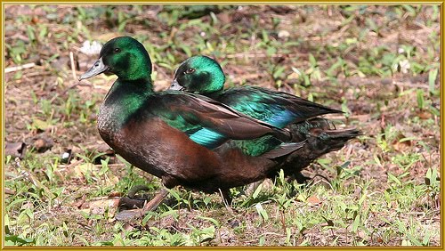 BlackEastIndianDucks-adults