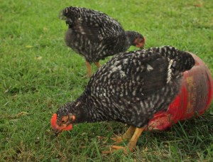 pullet barred rock
